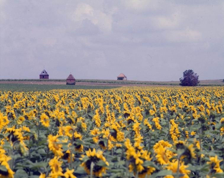 Vue générale du lieu-dit Le Tertre Pouilleux, sur la commune de Maringues.