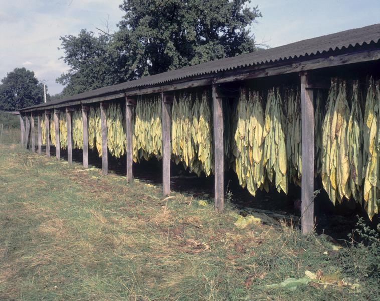 Vue générale d'un séchoir à tabac