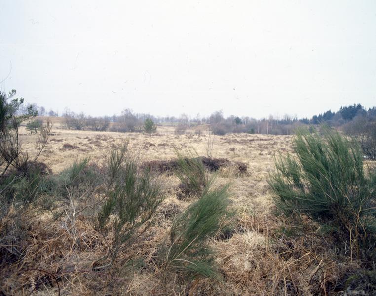 Sud de la commune : tourbière vers Esplanchat