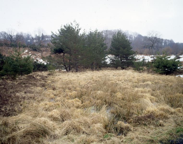 Sud de la commune : tourbière vers Esplanchat. Le bombement indique la phase finale de l'évolution de la tourbière.