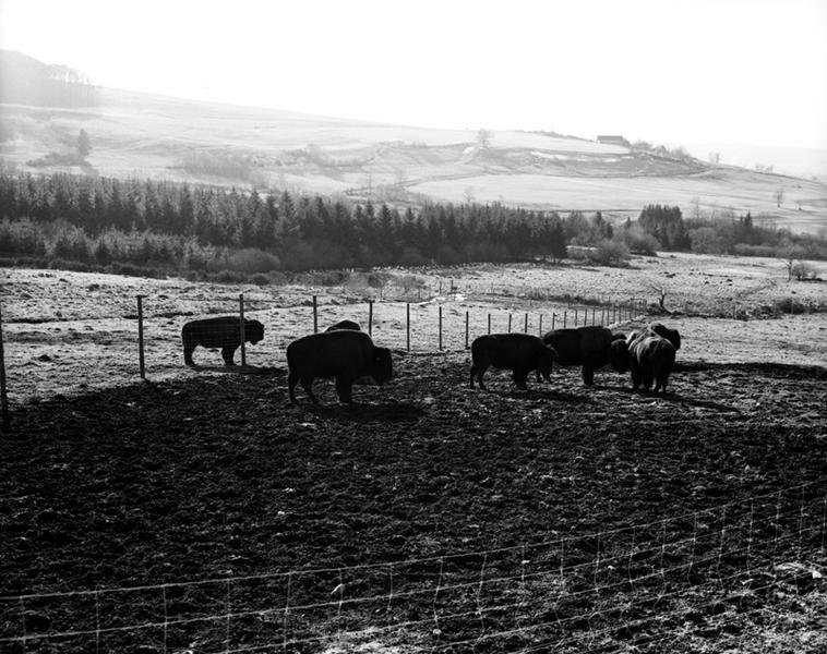Vue des élevages de bisons de la ferme de l'INRA, à la Montagne de Razat.