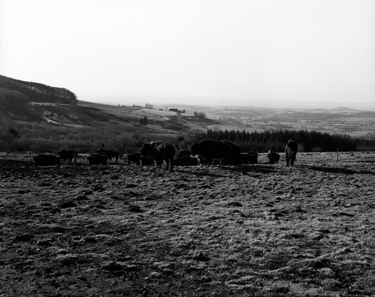 Vue des élevages de bisons de la ferme de l'INRA, à la Montagne de Razat.