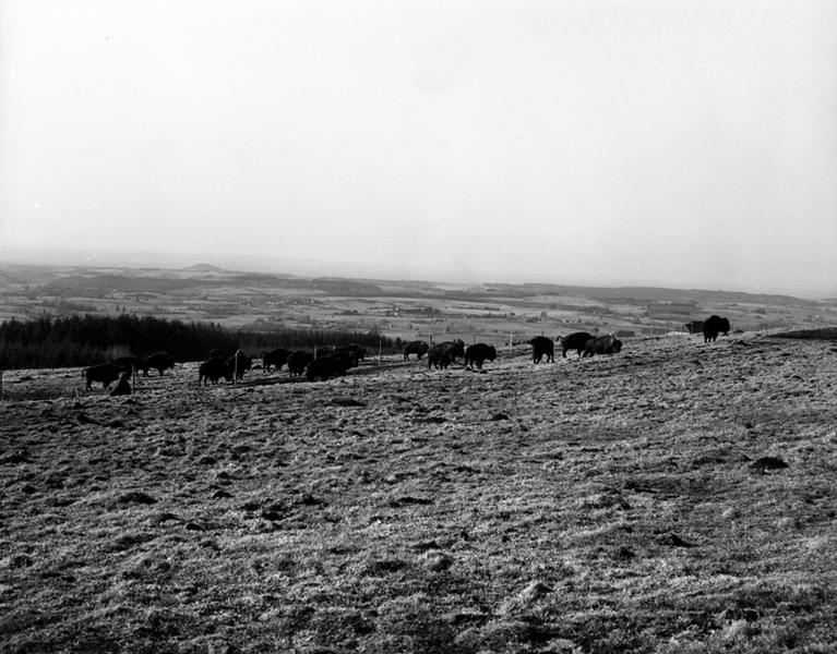 Vue des élevages de bisons de la ferme de l'INRA, à la Montagne de Razat.
