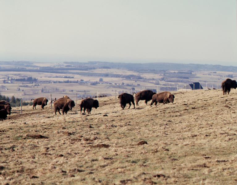Vue des élevages de bisons de la ferme de l'INRA, à la Montagne de Razat.