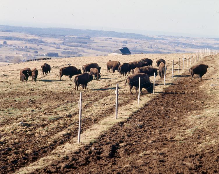 Vue des élevages de bisons de la ferme de l'INRA, à la Montagne de Razat.