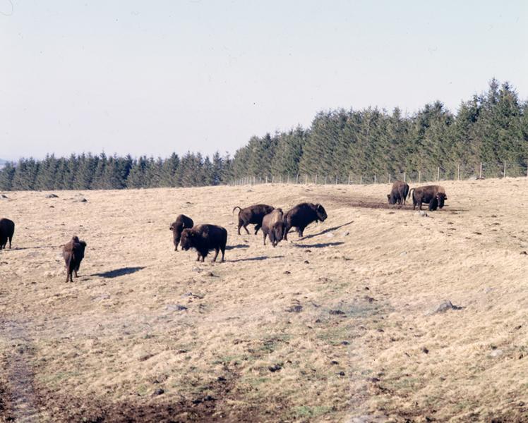 Vue des élevages de bisons de la ferme de l'INRA, à la Montagne de Razat.