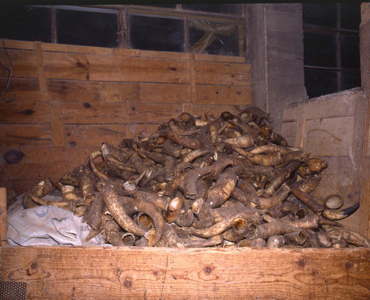 Stock de cornes