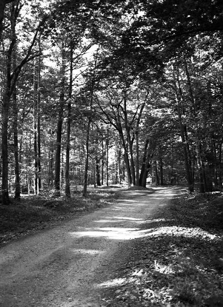 Le rond-point dit de la Pépinière de Lhérat dans la forêt de Randan