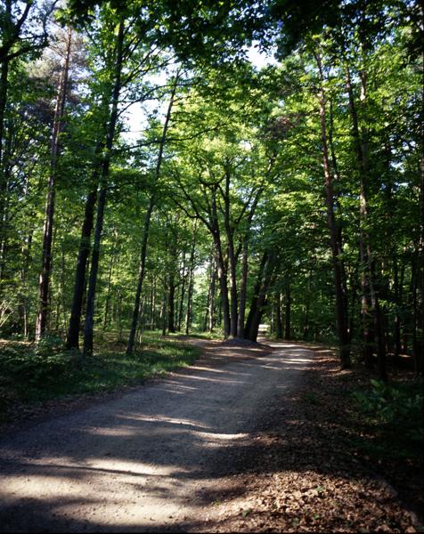 Le rond-point dit de la Pépinière de Lhérat dans la forêt de Randan