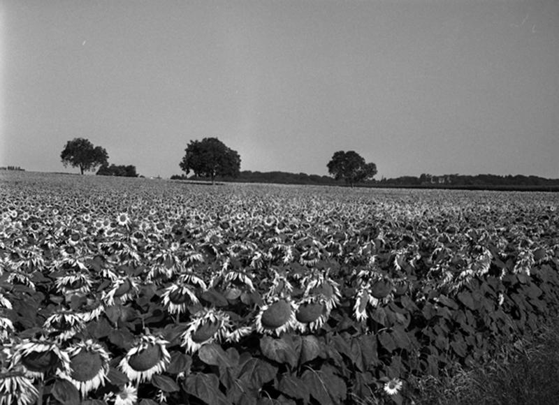 Vue en direction du plateau de Randan