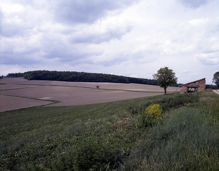 Vue de la forêt de Randan (cliché couleur uniquement)