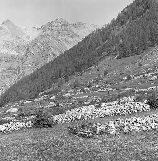 La vallée du Drac en amont de Prapic. Prés entourés de clapiers. C'était autrefois des champs cultivés.