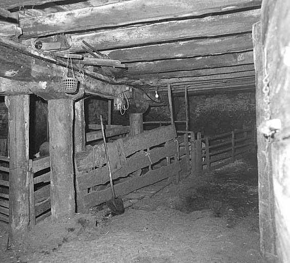 L'écurie. Noter les différents espaces délimités par des barrières de bois.