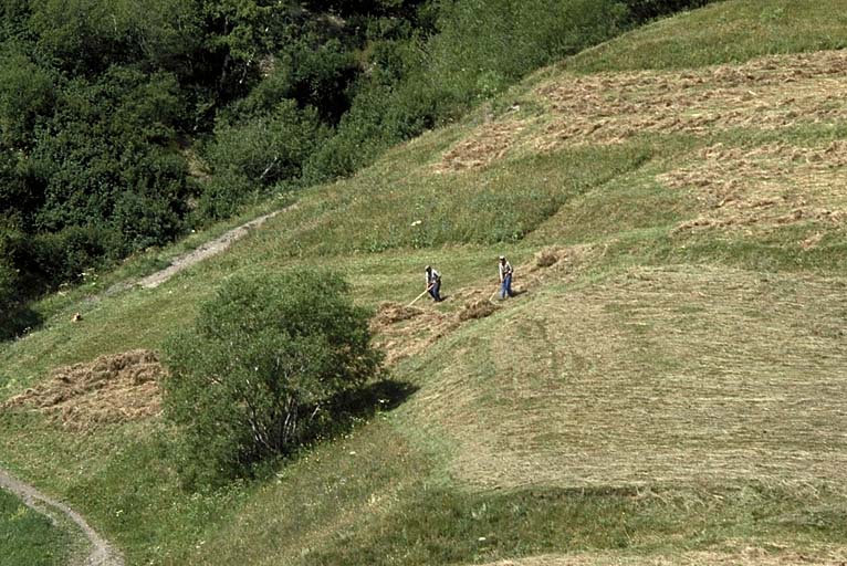 Valfroide. Les foins.