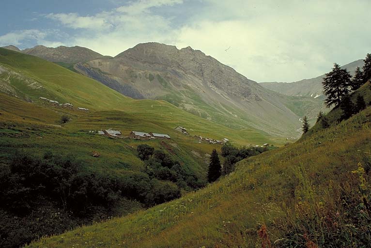 Vafroide, vue d'ensemble.