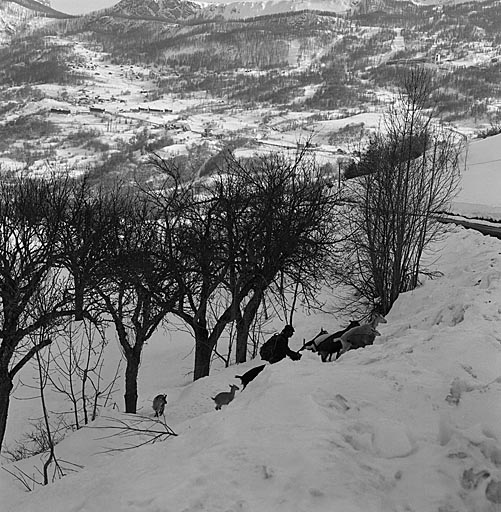 Puy-Aillaud. Mars 1982. Malgré la neige, le troupeau de chèvres emprunte l'ancien sentier de Vallouise à Puy-Aillaud.
