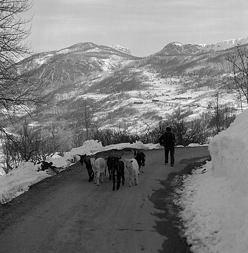 Puy-Aillaud. Mars 1982. Le troupeau de chèvres rentre au village. Au fond la commune de Puy-Saint-Vincent sous la neige.