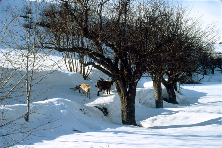 Puy-Aillaud, chemin rural.