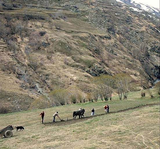 Le cheval tire la charrue.