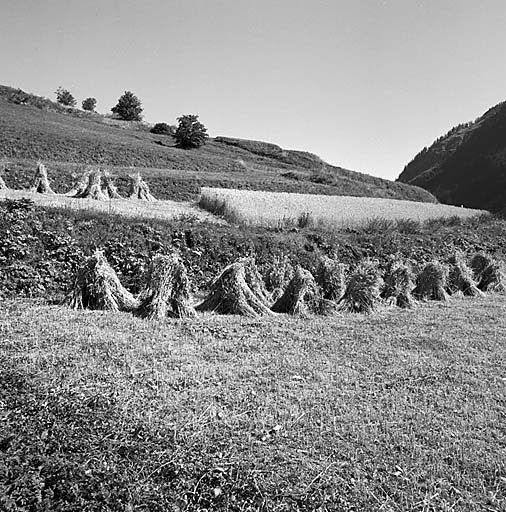 La moisson d'un champ de seigle au Villar-d'Arêne.