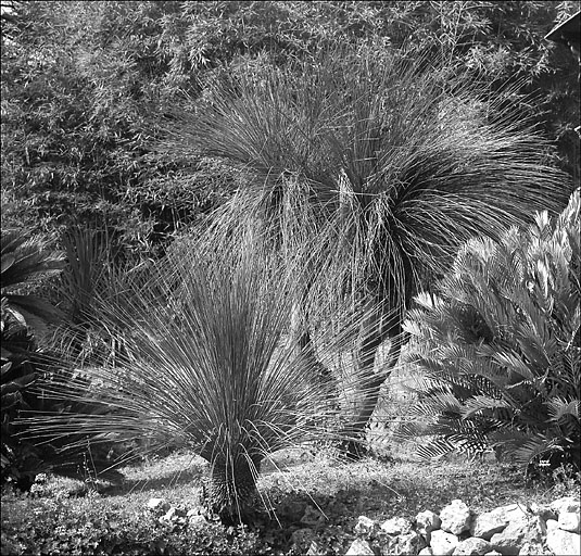 Jardin d'agrément dit jardin de la villa Marie Thérèse ou villa Rothschild