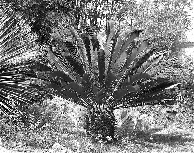 Jardin d'agrément dit jardin de la villa Marie Thérèse ou villa Rothschild