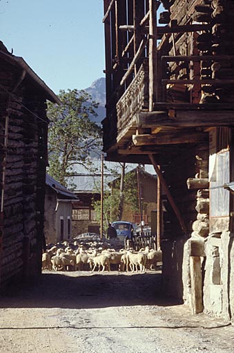 Une rue avec troupeau.