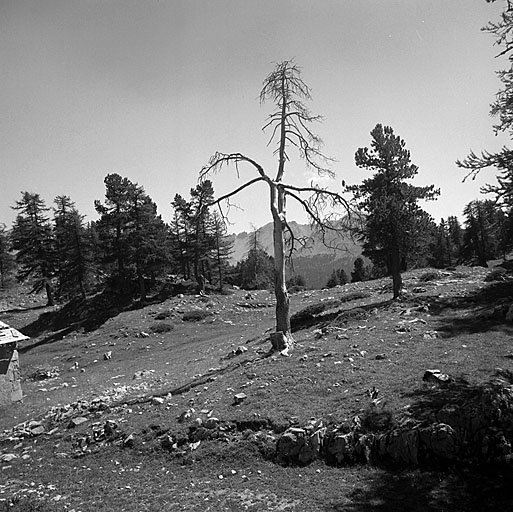 Paysage du plateau.