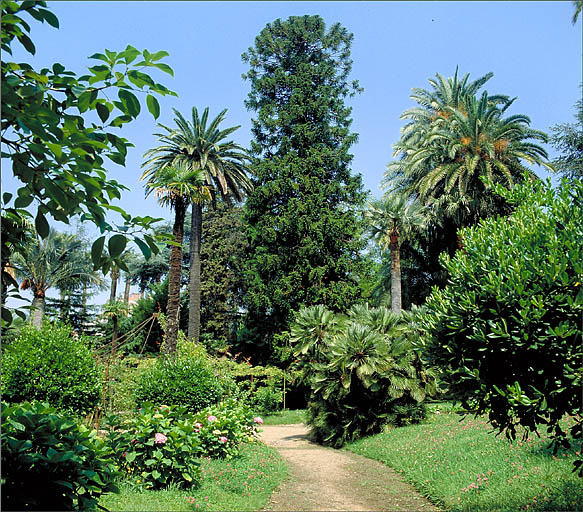 Vue partielle avec des cycas et des phoenix canariensis.