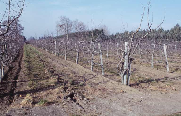 Arbres fruitiers.