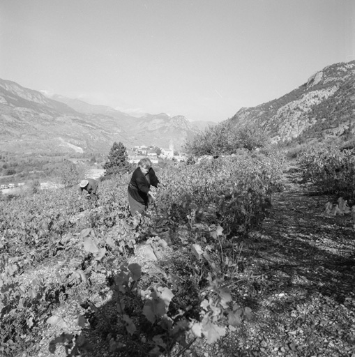 Vendanges et vinification en 1996. Vendanges de la vigne du haut.