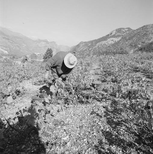 Vendanges et vinification en 1996. La machine à fouler.