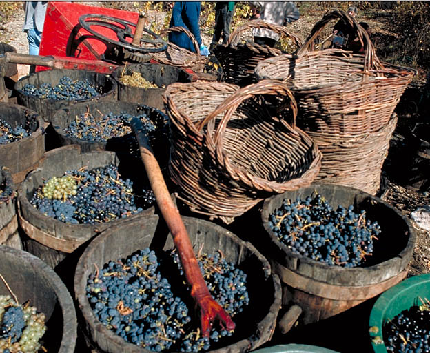 Vendanges.