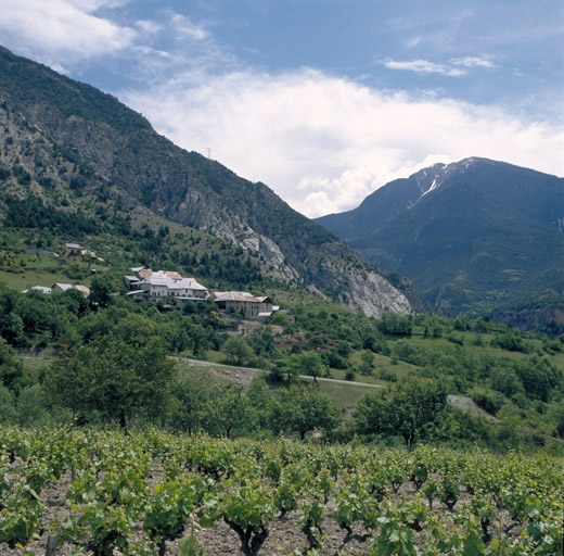 A proximité de la Font d'Eygliers, les derniers lambeaux du vignoble guillestrin.