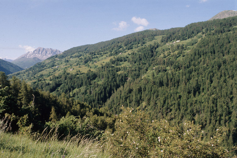 Les forests de la rive gauche, vue de situation.
