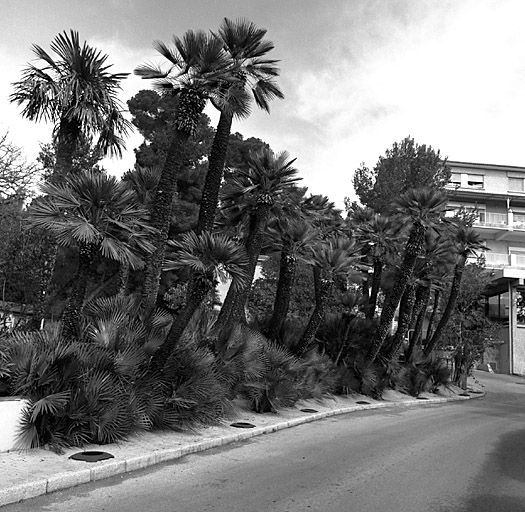 Allée ouest d'accès à la villa, bordée de palmiers.