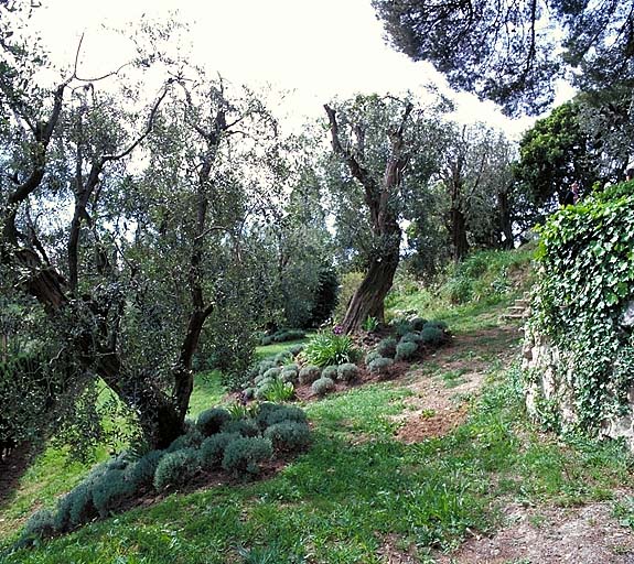 Jardin provençal: alignement d'oliviers depuis le sud.