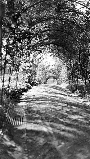 [Jardin de la villa Isola Celesta. L'allée J sous son berceau de rosiers. Vue prise vers le sud.] Vers 1930.