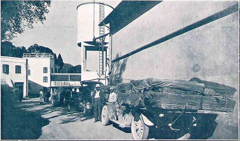 Camions apportant le Jasmin à l'usine HUGUES AINE.