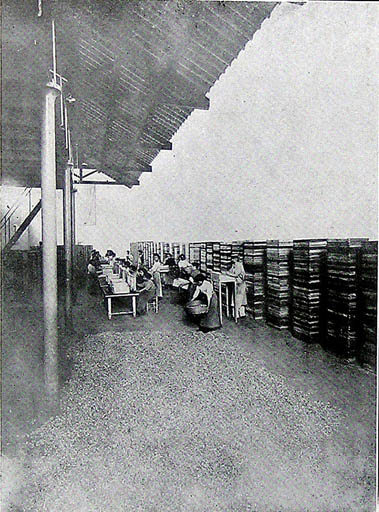 Extraction par enfleurage [voir Fig. 19].