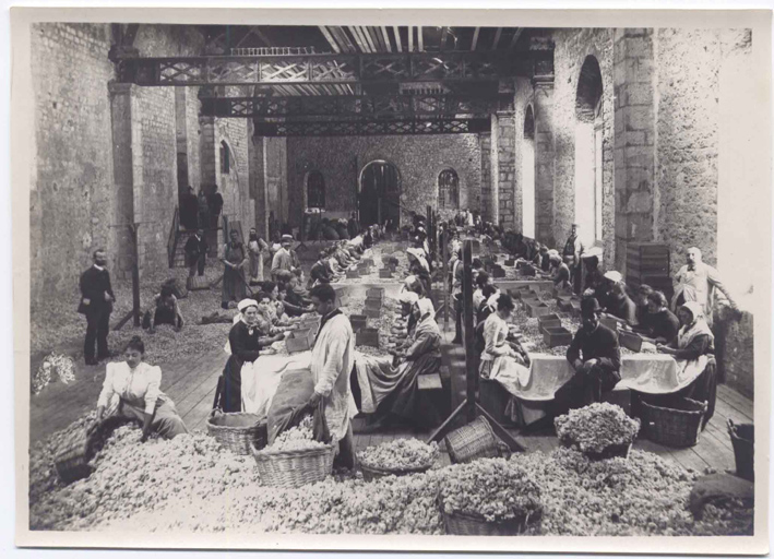 Vue intérieure de l'ancienne église des Cordeliers, transformée en salle de triage des fleurs.
