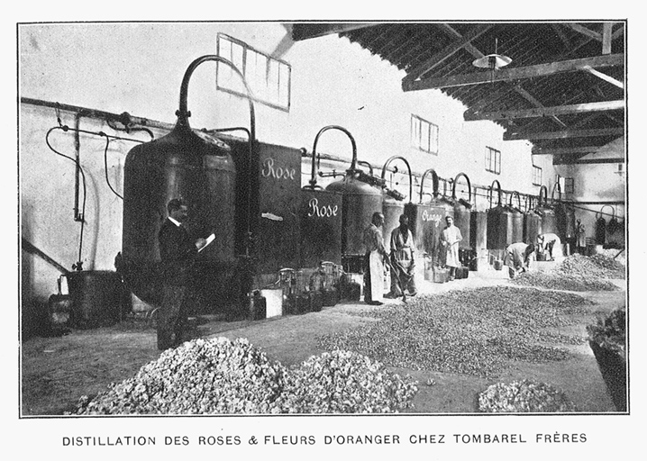 Distillation des roses et fleurs d'oranger chez Tombarel Frères.