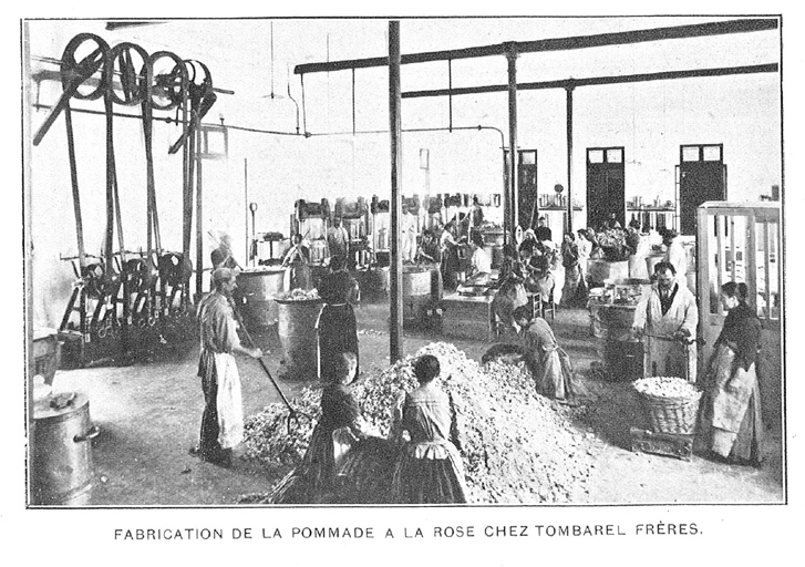 Distillation de la pommade à la rose chez Tombarel Frères.