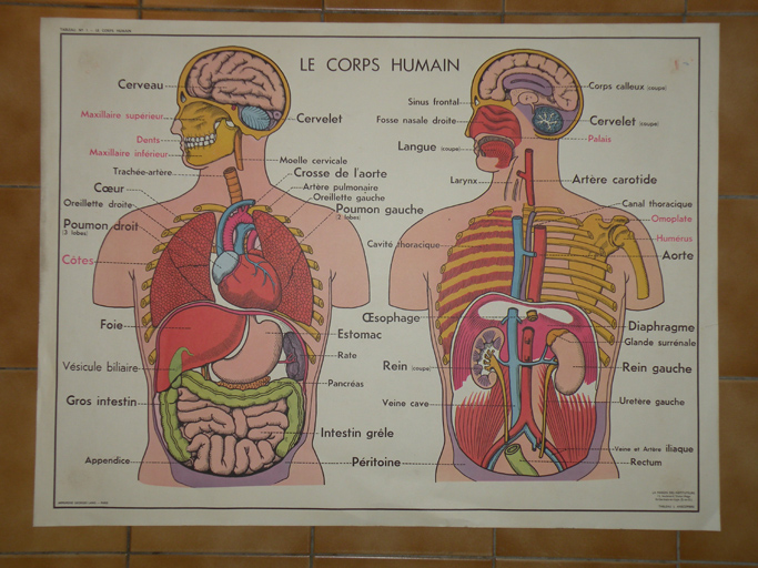 Affiche n° 1, Le Corps Humain.