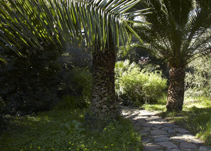 Jardin anglais. Allée et palmiers.
