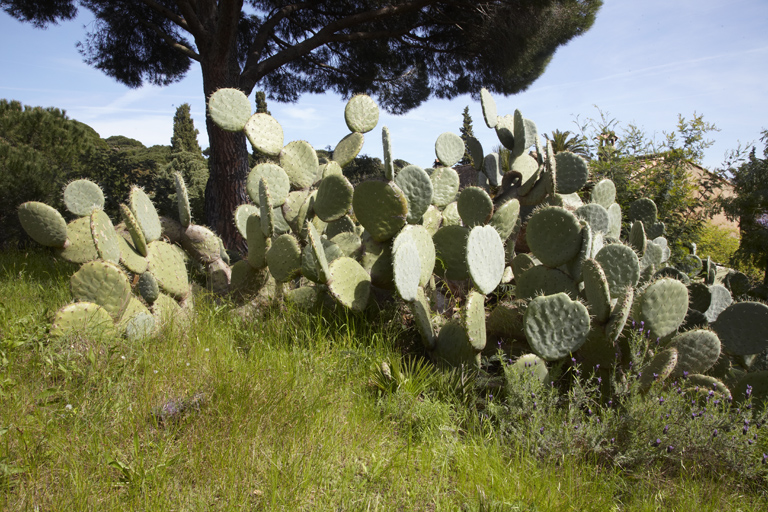 Massif de figuiers de Barbarie dans le jardin.