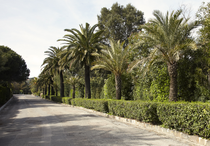 Alignement de palmiers de l'avenue de la Nartelle.