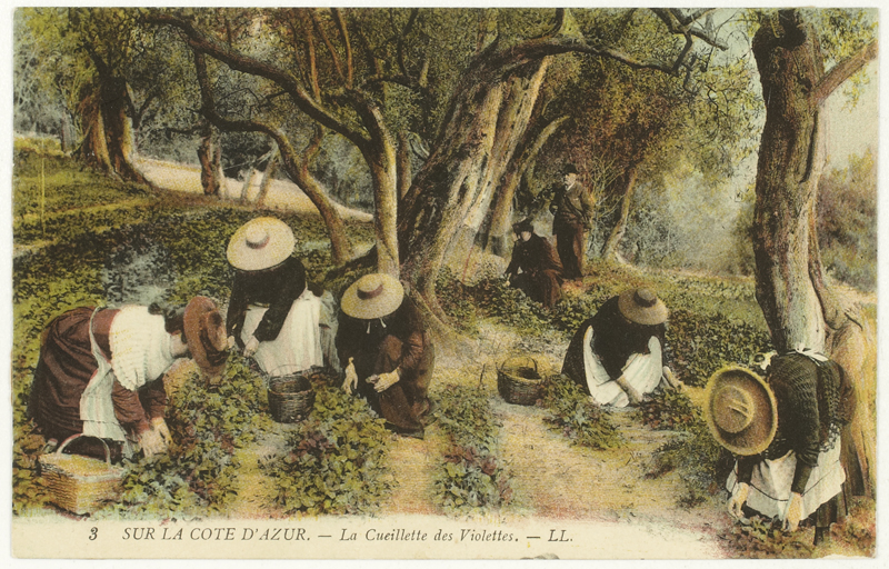 Sur la Côte d'Azur, la cueillette des violettes. [Cueillette des violettes sous les oliviers à la fin du 19e siècle.]