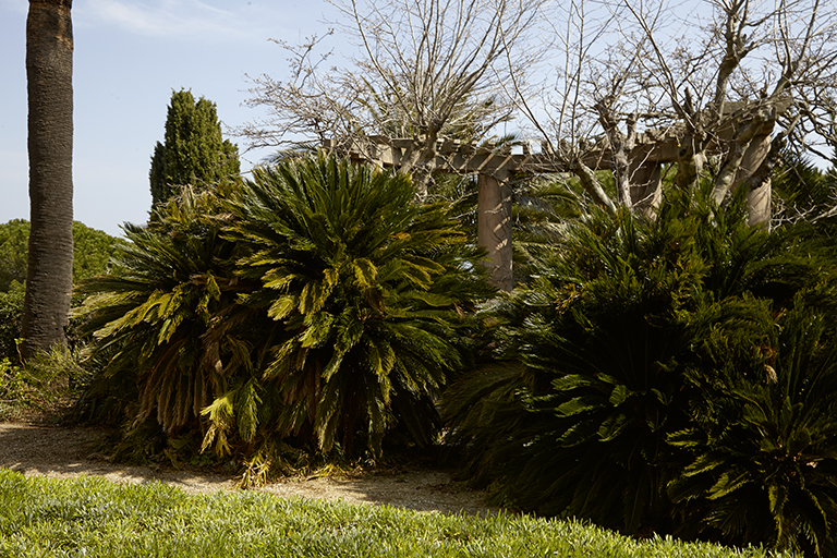 Pergola et cycas bordant le jardin régulier devant la façade sud.