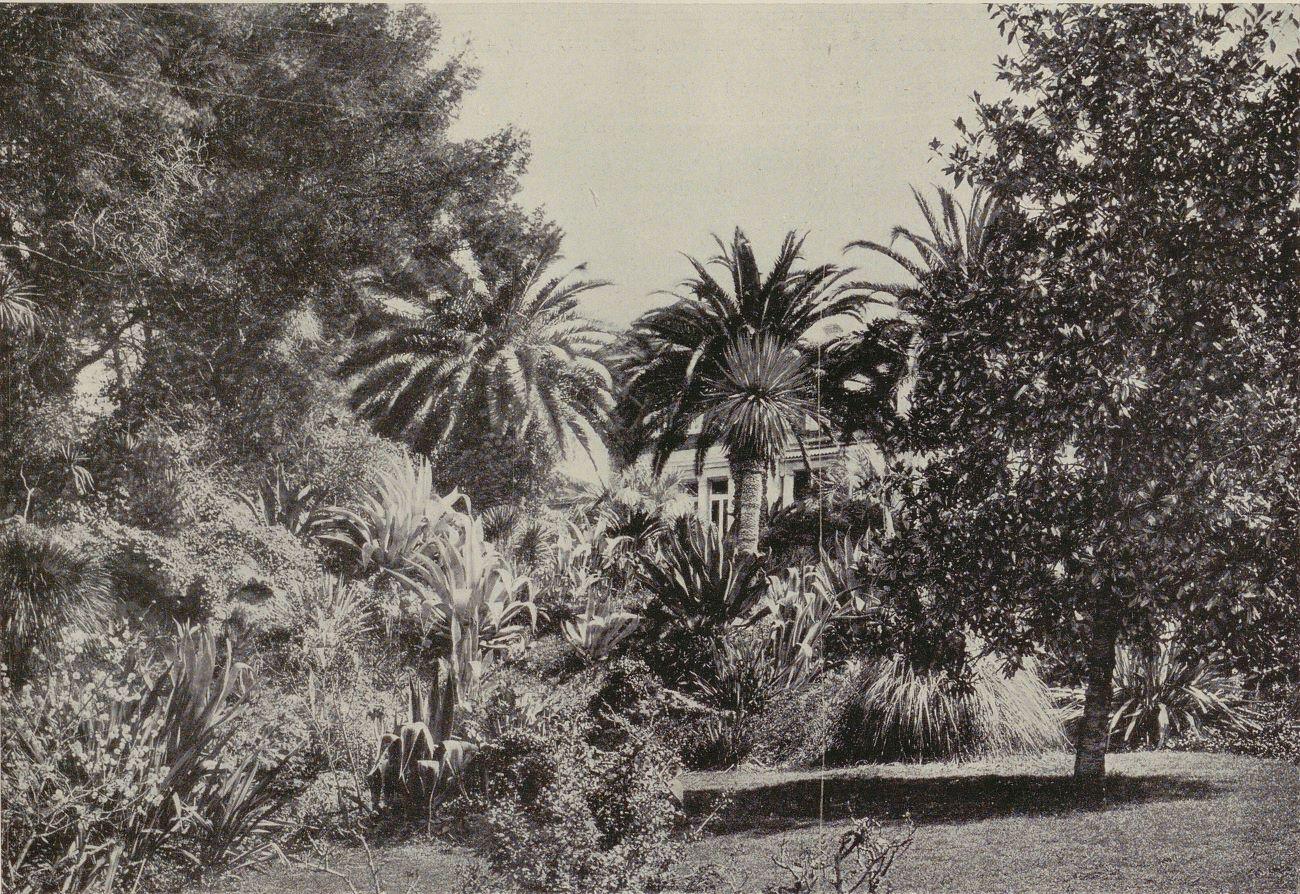 [Villa Selvosa. Un coin exotique en contrebas de l'élévation ouest de la villa.], 1914.